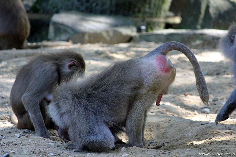 2010-08-24 (606) Aanranding en mishandeling gebeurd ook in de apenwereld.jpg